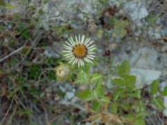 Carlina vulgaris