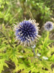 Echinops bannaticus