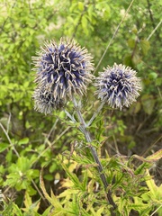 Echinops bannaticus