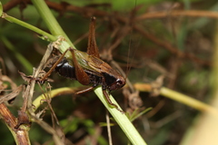 Zeuneriana abbreviata