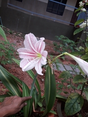 Hippeastrum reticulatum