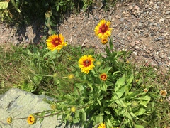 Gaillardia aristata
