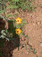 Kallstroemia grandiflora