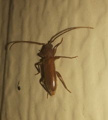 Geropa concolor