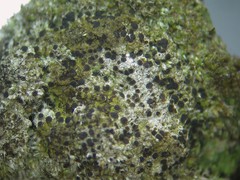 Rinodina intermedia