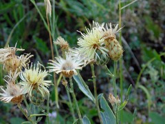 Centaurea salonitana