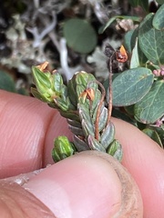 Cassiope tetragona tetragona