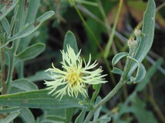 Centaurea salonitana