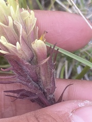 Castilleja hyperborea