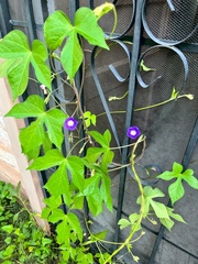 Ipomoea pubescens