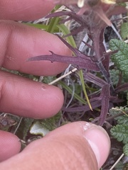 Castilleja hyperborea