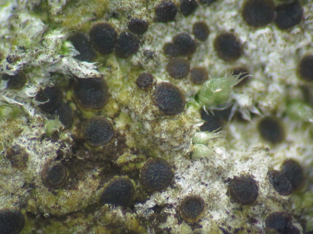 Rinodina intermedia