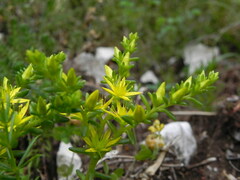 Sedum acre