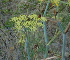 Foeniculum vulgare