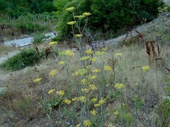 Foeniculum vulgare