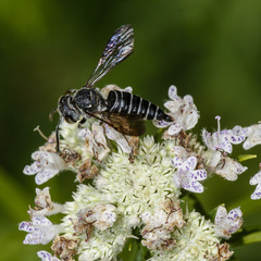 Coelioxys modestus