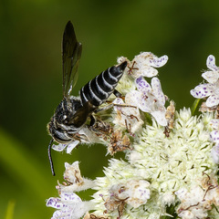 Coelioxys modestus