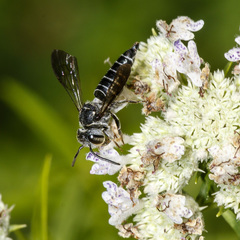 Coelioxys modestus
