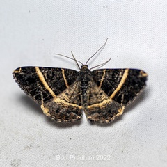 Harutalcis atrostipata