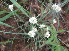 Cyperus seslerioides