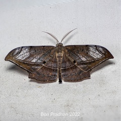 Dalima schistacearia