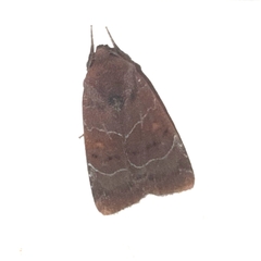 Hampsonodes mastoides