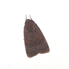 Hampsonodes mastoides