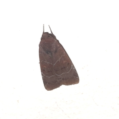 Hampsonodes mastoides