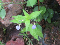 Pombalia glabra