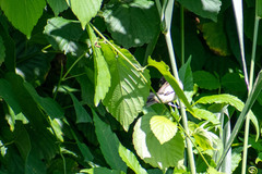 Sporophila corvina