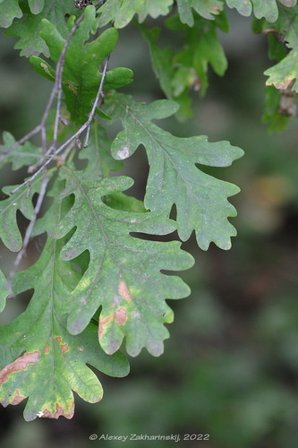 Paprastasis ąžuolas nuotrauka