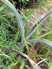 Agave stringens