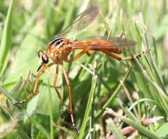 Diogmites neoternatus