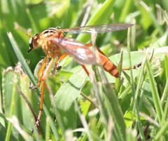 Diogmites neoternatus