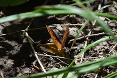 Polygonia comma