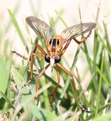 Diogmites neoternatus