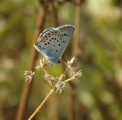 Plebejus argus