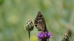 Satyrus actaea