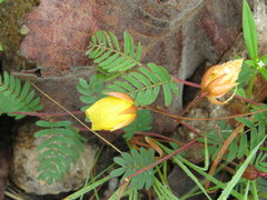 Chamaecrista serpens