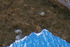 Echinolittorina aspera