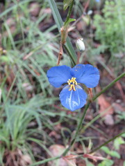 Commelina jaliscana