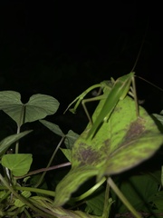 Euconocephalus varius