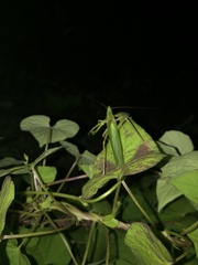 Euconocephalus varius