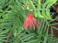 Calliandra hirsuta