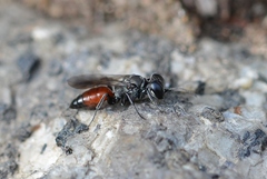 Miscophus bicolor