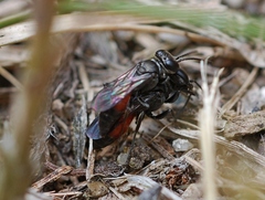 Miscophus bicolor