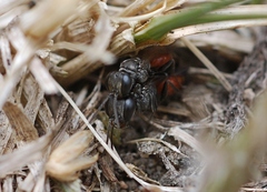 Miscophus bicolor