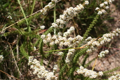 Globulariopsis adpressa