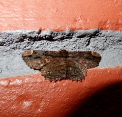 Dasyboarmia delineata