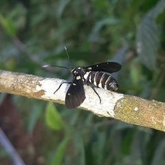 Syntomeida melanthus